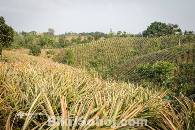 মোহাজেরাবাদ, বেগুনবাড়ী শ্রীমঙ্গল